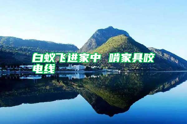 白蟻飛進家中 啃家具咬電線