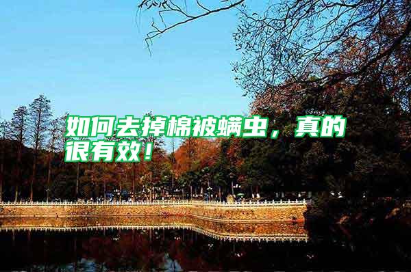 如何去掉棉被螨蟲，真的很有效！