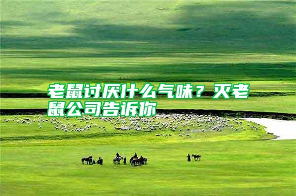 老鼠討厭什么氣味?滅老鼠公司告訴你