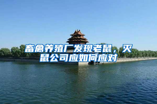 畜禽養(yǎng)殖廠發(fā)現(xiàn)老鼠，滅鼠公司應如何應對