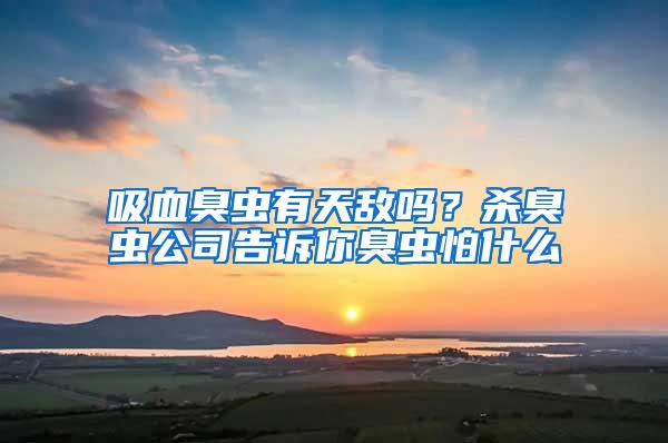 吸血臭蟲有天敵嗎？殺臭蟲公司告訴你臭蟲怕什么