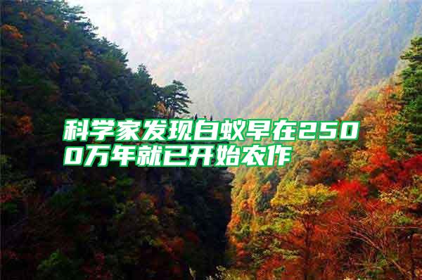 科學家發(fā)現(xiàn)白蟻早在2500萬年就已開始農(nóng)作