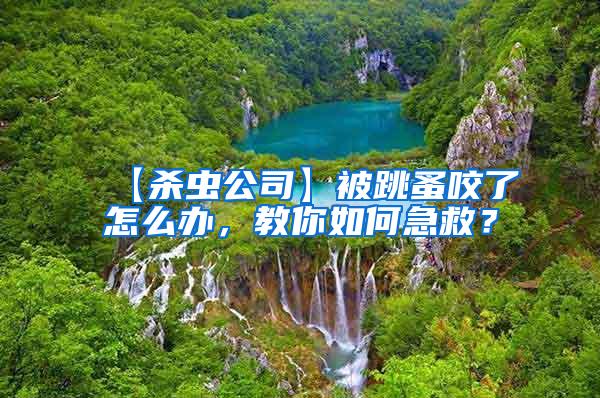 【殺蟲公司】被跳蚤咬了怎么辦，教你如何急救？