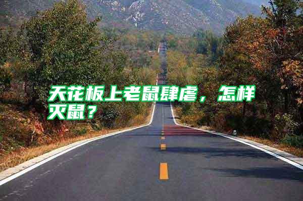 天花板上老鼠肆虐，怎樣滅鼠？