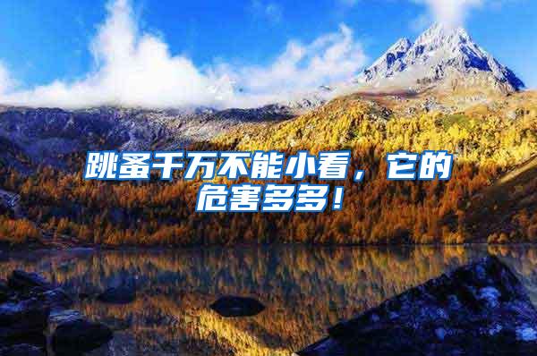 跳蚤千萬不能小看，它的危害多多！