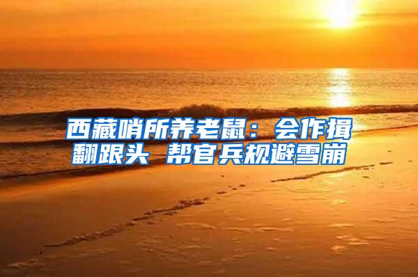 西藏哨所養(yǎng)老鼠:會(huì)作揖翻跟頭 幫官兵規(guī)避雪崩