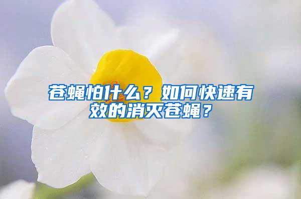 蒼蠅怕什么？如何快速有效的消滅蒼蠅？