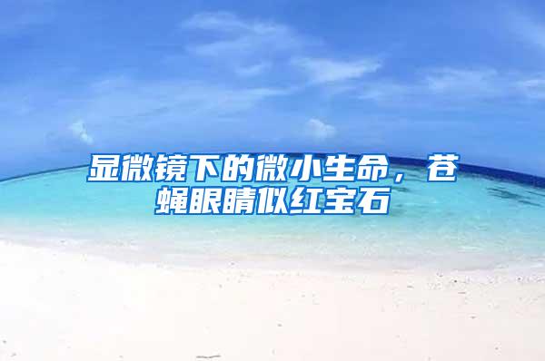 顯微鏡下的微小生命，蒼蠅眼睛似紅寶石