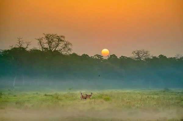 家住在21樓，為何也會有白蟻出現(xiàn)