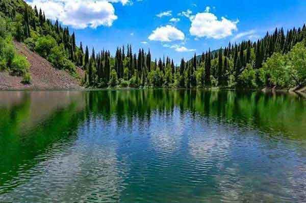 深圳哪里有治老鼠:家里沒(méi)有食物為什么老鼠還是很多呀?