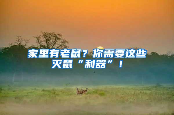 家里有老鼠？你需要這些滅鼠“利器”！