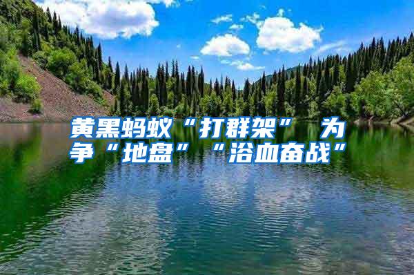 黃黑螞蟻“打群架” 為爭“地盤”“浴血奮戰(zhàn)”