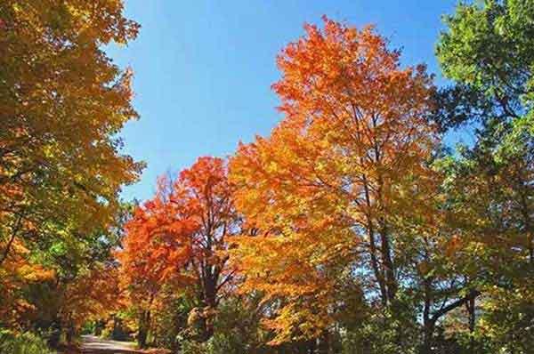 深圳殺蟲(chóng)公司推薦滅蟑螂藥物