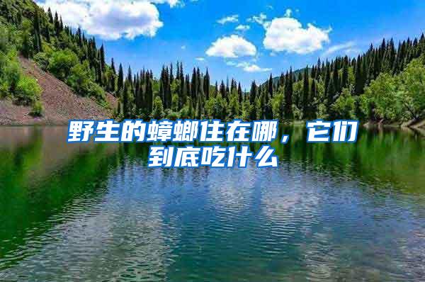 野生的蟑螂住在哪，它們到底吃什么