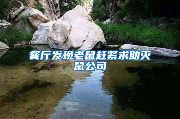 餐廳發(fā)現(xiàn)老鼠趕緊求助滅鼠公司