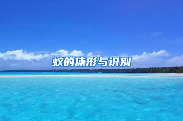 蟻的體形與識(shí)別