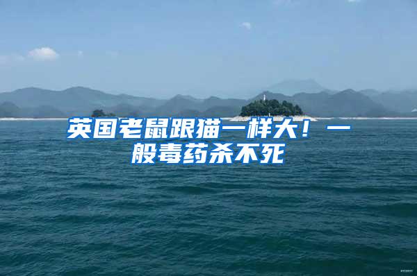 英國老鼠跟貓一樣大！一般毒藥殺不死