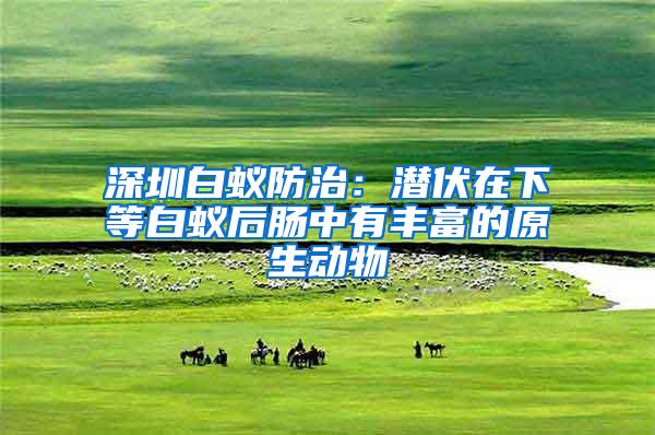 深圳白蟻防治:潛伏在下等白蟻后腸中有豐富的原生動(dòng)物