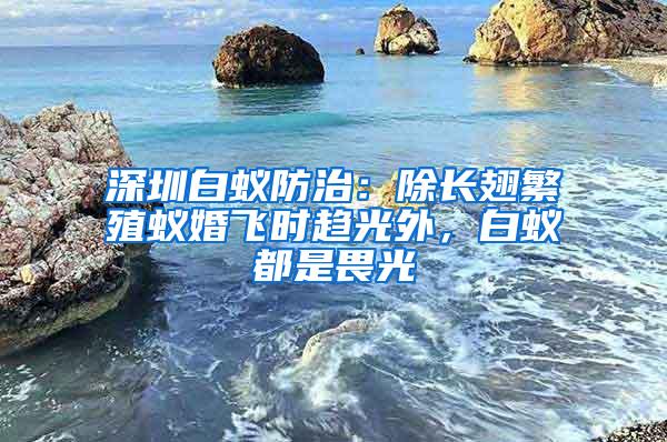 深圳白蟻防治：除長翅繁殖蟻婚飛時趨光外，白蟻都是畏光