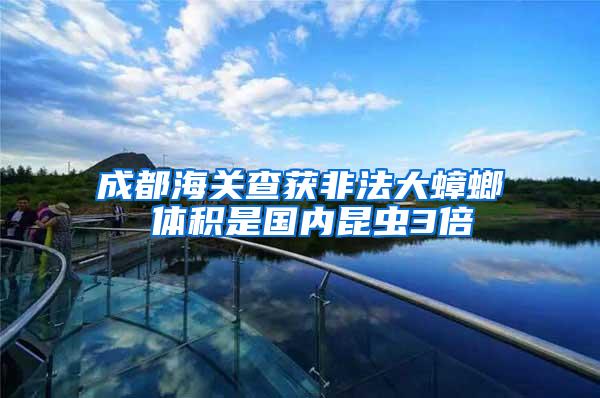 成都海關(guān)查獲非法大蟑螂 體積是國內(nèi)昆蟲3倍