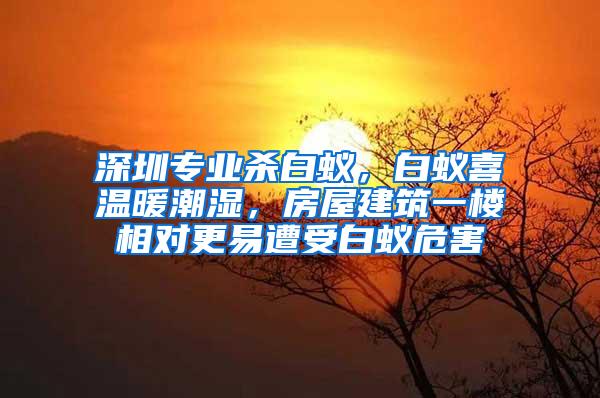 深圳專業(yè)殺白蟻，白蟻喜溫暖潮濕，房屋建筑一樓相對更易遭受白蟻危害