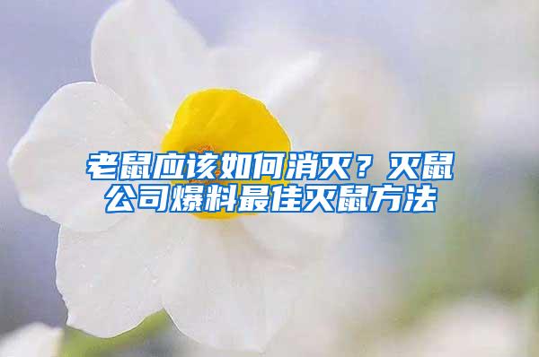 老鼠應(yīng)該如何消滅？滅鼠公司爆料最佳滅鼠方法