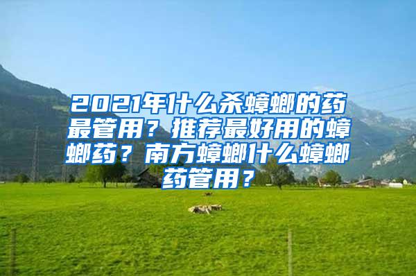 2021年什么殺蟑螂的藥最管用？推薦最好用的蟑螂藥？南方蟑螂什么蟑螂藥管用？