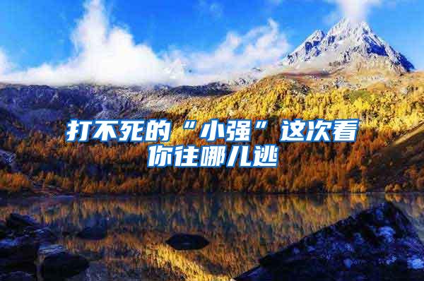 打不死的“小強”這次看你往哪兒逃