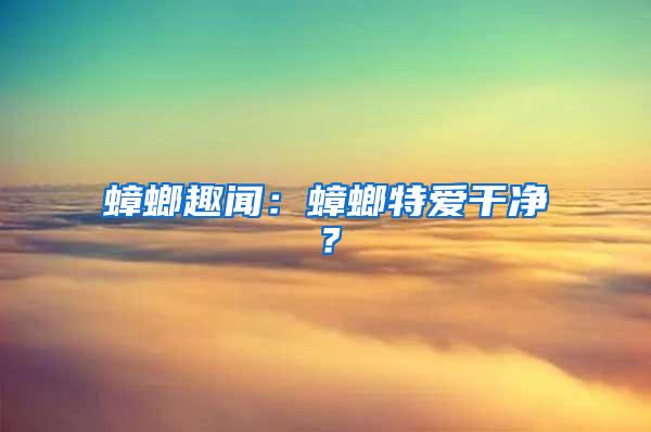 蟑螂趣聞：蟑螂特愛干凈？