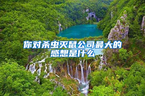 你對殺蟲滅鼠公司最大的感想是什么