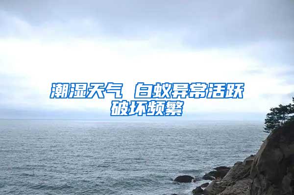 潮濕天氣 白蟻異?;钴S破壞頻繁
