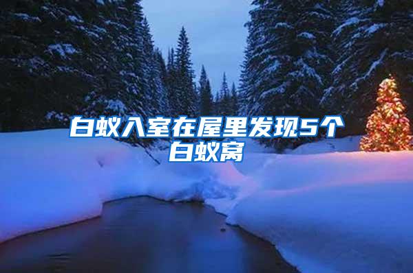 白蟻入室在屋里發(fā)現(xiàn)5個(gè)白蟻窩