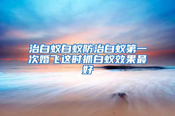 治白蟻白蟻防治白蟻第一次婚飛這時抓白蟻效果最好
