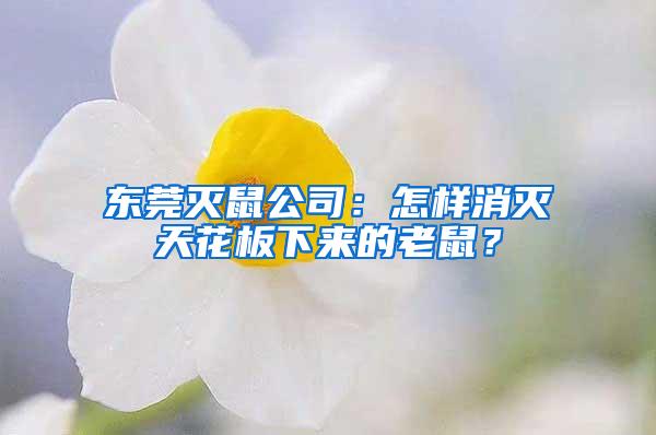 東莞滅鼠公司：怎樣消滅天花板下來的老鼠？