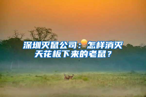 深圳滅鼠公司：怎樣消滅天花板下來的老鼠？
