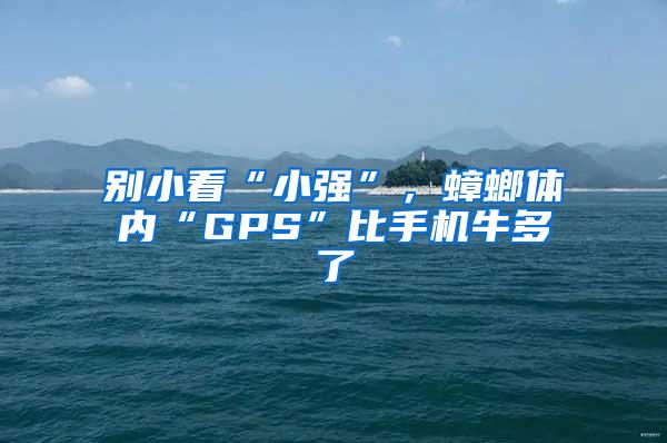 別小看“小強(qiáng)”,蟑螂體內(nèi)“GPS”比手機(jī)牛多了