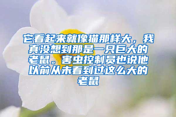 它看起來(lái)就像貓那樣大，我真沒(méi)想到那是一只巨大的老鼠。害蟲控制員也說(shuō)他以前從未看到過(guò)這么大的老鼠