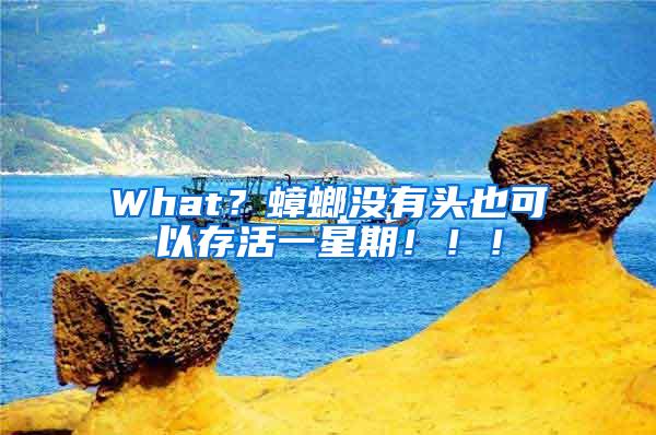 What？蟑螂沒有頭也可以存活一星期！?。?/></p>
             <p style=