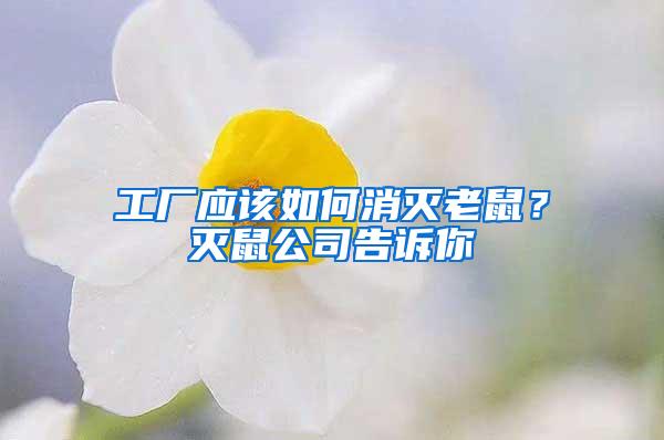 工廠應(yīng)該如何消滅老鼠？滅鼠公司告訴你