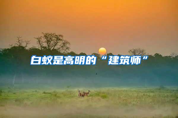 白蟻是高明的“建筑師”